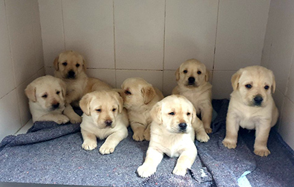 Imagen de distintos cachorros futuros perros guía