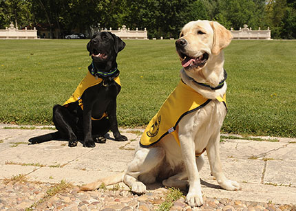 Futuros perros guía de la ONCE 