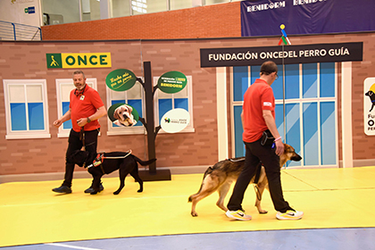 momento de la exhibición 'Mucho más que un perro' en Benidorm