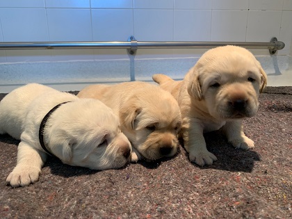 Cachorros futuros perros guía