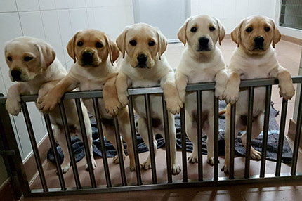 Cachorros de perro guía