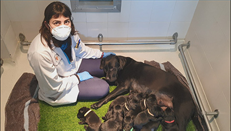 Camada de futuros perros guía nacida durante la pandemia