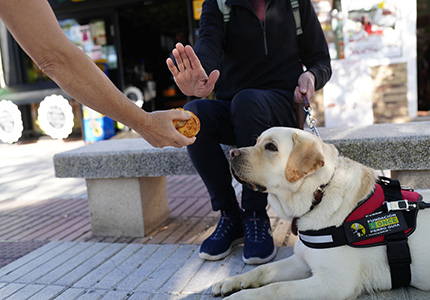 Usuario de perro guía pide a una persona que no le ofrezca un trozo de pan a su perro