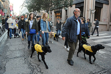 Perros Guía de la ONCE en las Vueltas de San Antón