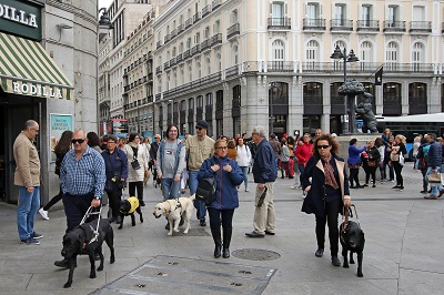 Perros guía pasean por Madrid con motivo del Día del Bastón Blanco
