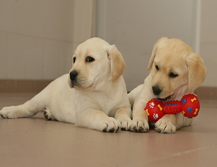 Dos cachorros de futuro perro guía jugando