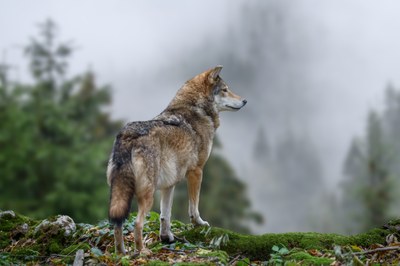 Proyecto Lobo, naturaleza compartida